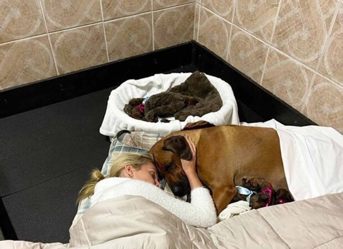 Ana Hickmann dorme com cachorros (Foto: Reprodução)