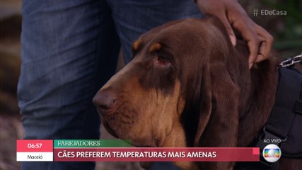 Cachorro faz xixi durante É de Casa da Globo (Foto: Reprodução)